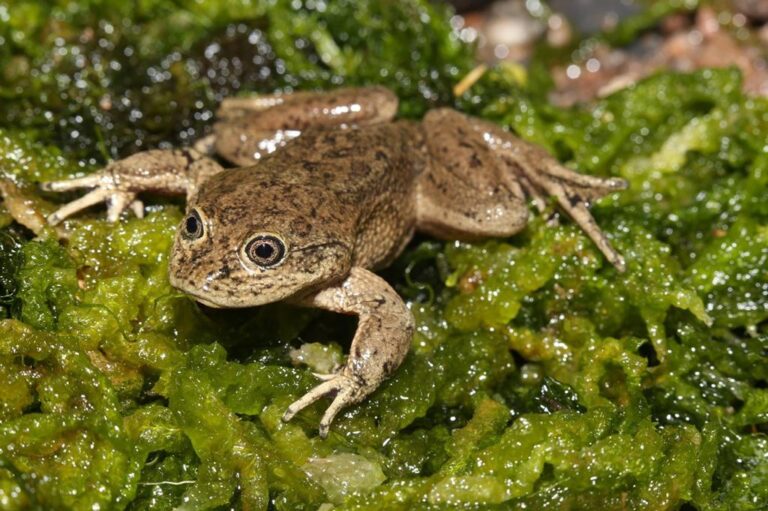 ¡La Ranita del Loa regresa a casa! Inauguran centro de conservación en Calama para evitar su extinción